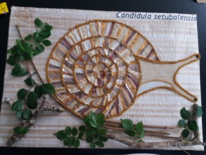 Candidula setubalensis -geral